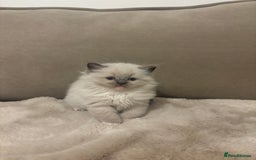 Ragdoll cats for sale: GCCF champion bloodline seal point Ragdollls - Image 1