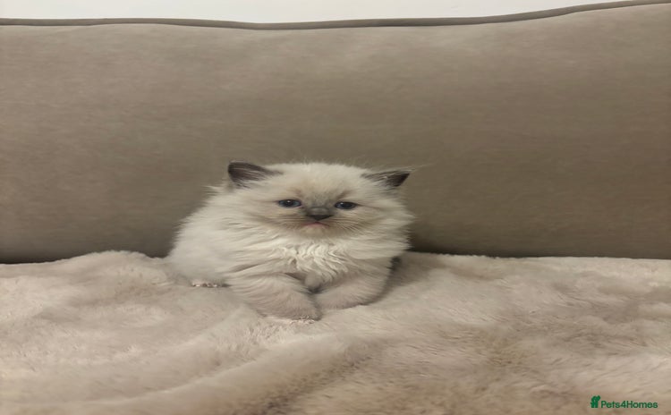 Ragdoll cats - Advert 13