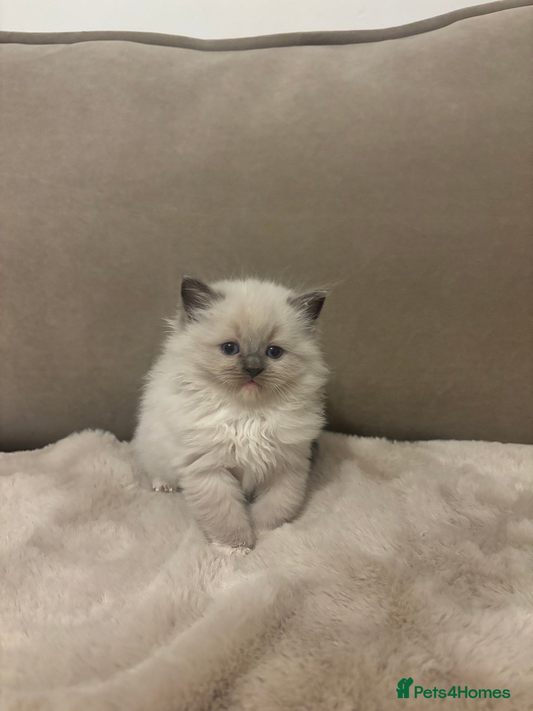 Ragdoll cats for sale: GCCF champion bloodline seal point Ragdollls - Image 1