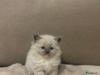 Ragdoll cats - Advert 29