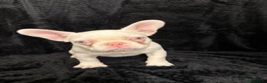 French Bulldog Puppy 4