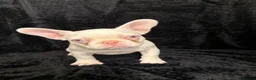 French Bulldog dogs for sale: Fluffy and Pink - Advert 3