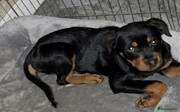 Rottweiler dogs for sale: Lovely little German Rottweiler  - Image 6