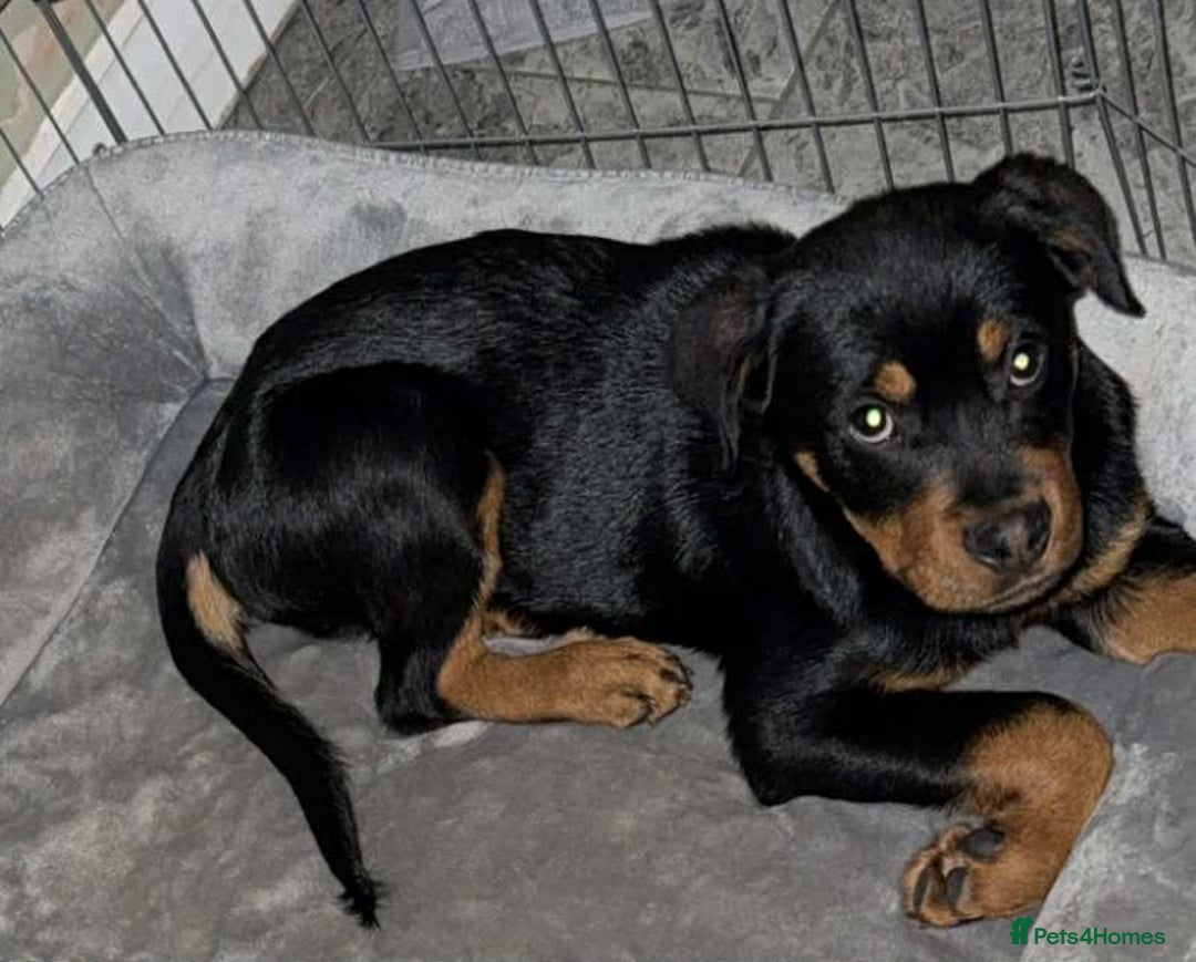 Rottweiler dogs for sale: Lovely little German Rottweiler  - Image 6