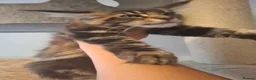 Maine Coon cats for sale: Outstanding xl mainecoons russian blood line - Advert 17