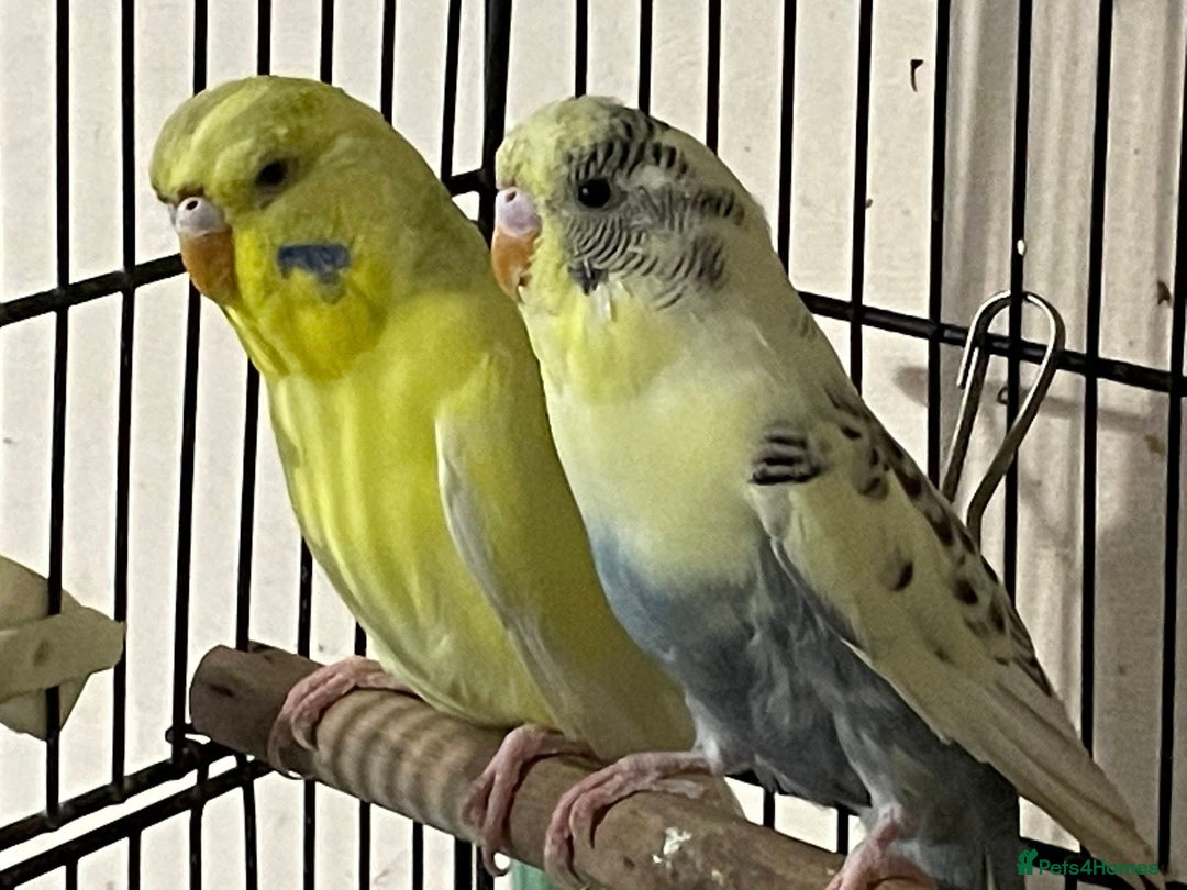 Budgerigars birds for sale: Hen resesive pied budgies 2 avalible - Advert 4