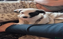 Jack Russell dogs for sale: 1 Beautiful boy Jack Russell puppy left for sale - Image 25