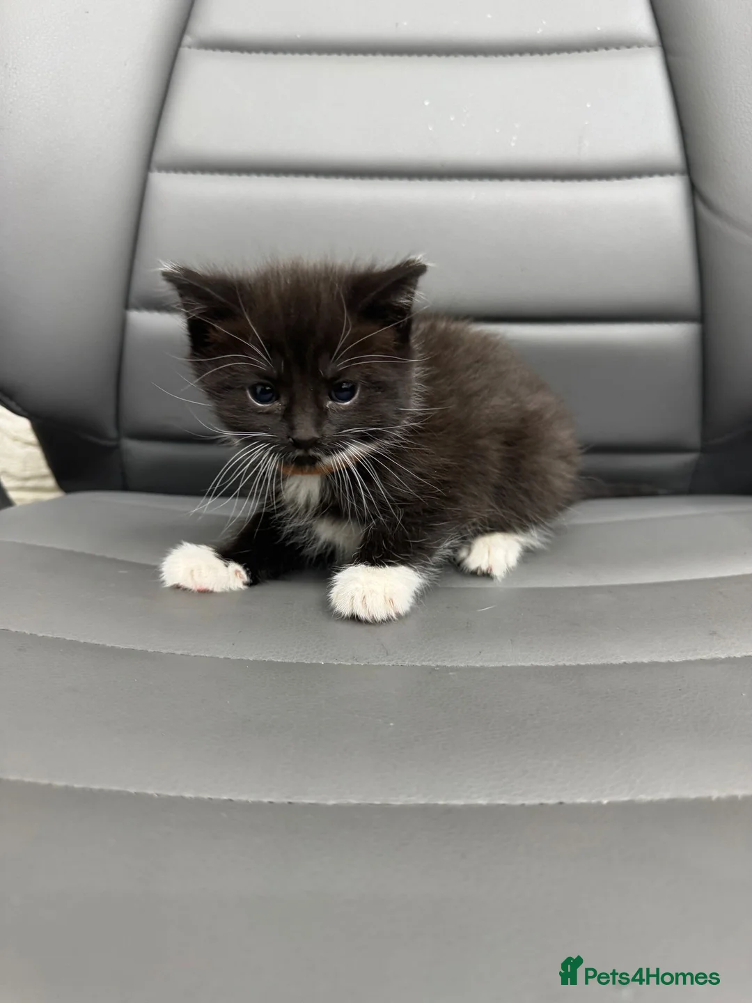 Mixed Breed cats for sale: Kittens need new home  - Advert 6