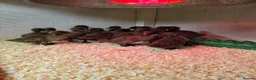 Ducks poultry for sale: Khaki Campbell hatching eggs  - Advert 2