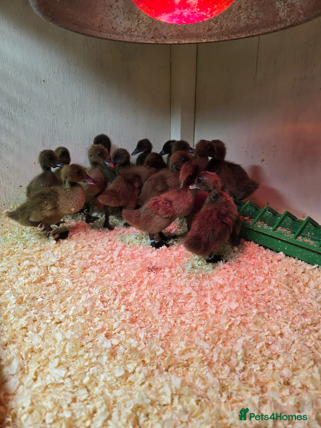 Ducks poultry for sale: Khaki Campbell hatching eggs  - Advert 2