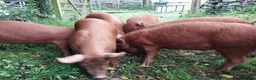 Pig livestock for sale: Organic weaned piglets - Advert 4