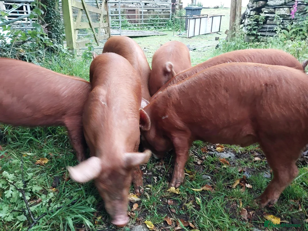 Pig livestock for sale: Organic weaned piglets - Advert 4