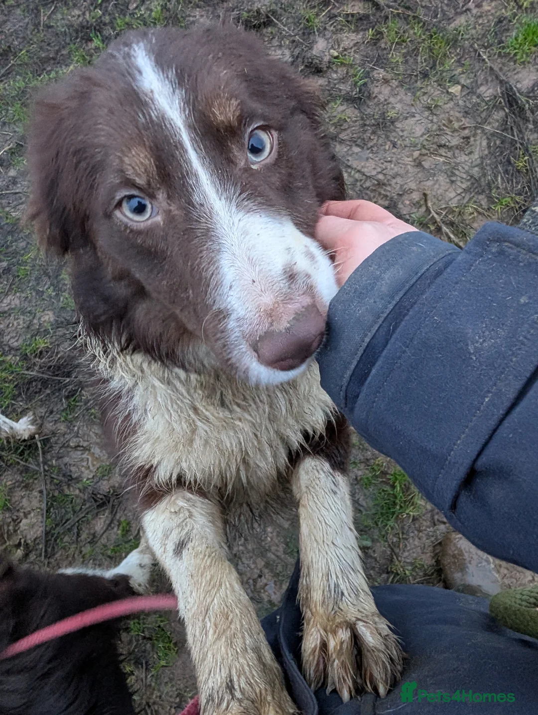 Border Collie dogs for sale: Sophie isds reg , red Tri bitch  - Advert 1