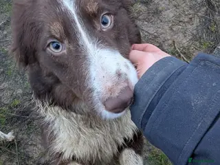 Border Collie dogs Sophie isds reg , red Tri bitch - Advert 9