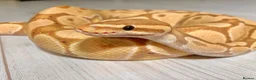 Python Snake reptiles for sale: ❗️Banana Royal Python & Setup❗️ - Advert 2