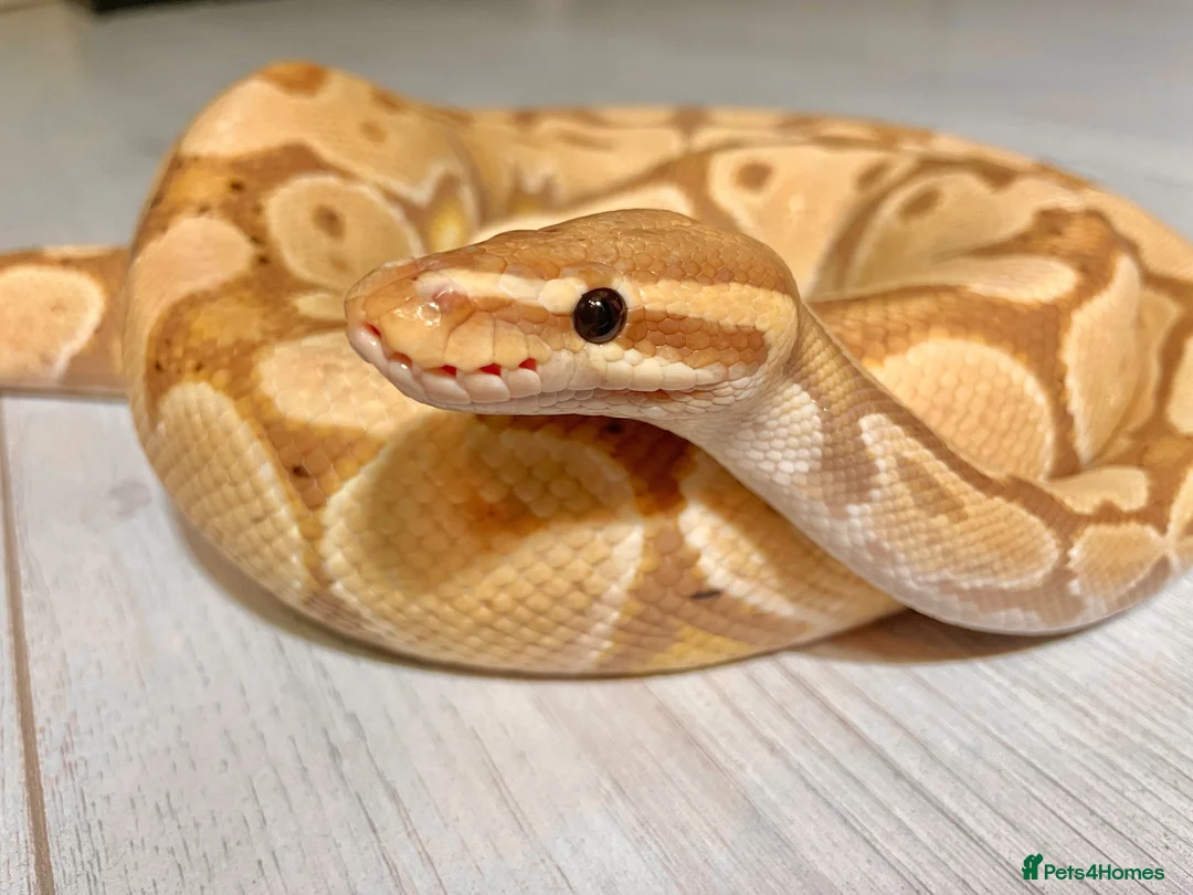 Python Snake reptiles for sale: ❗️Banana Royal Python & Setup❗️ - Advert 2