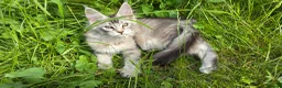 Maine Coon cats for sale: Adorable Maine Coon Kittens - Advert 32