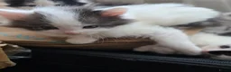 Mixed Breed cats for sale: Cats for sale  - Advert 23