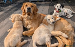 Golden Retriever dogs for sale: Fully vaccinated KC registered golden retriever  - Image 11