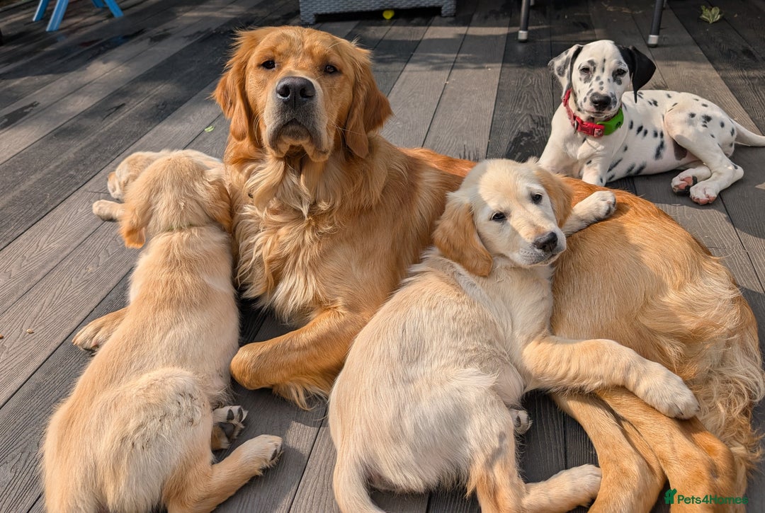 Golden Retriever dogs for sale: Fully vaccinated KC registered golden retriever  - Image 11