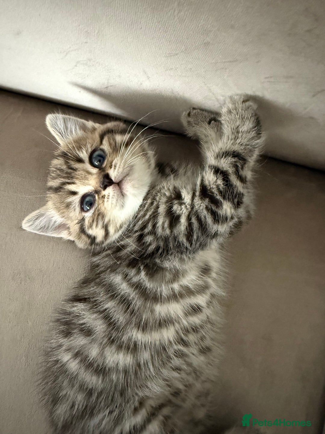 Mixed Breed cats for sale: Chunky, Fluffy Half Ragdoll Half British Shorthair - Image 2