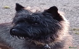 Cairn Terrier dogs for stud: Champion bloodline, KC registered Cairn for stud. in Hope Valley - Image 22