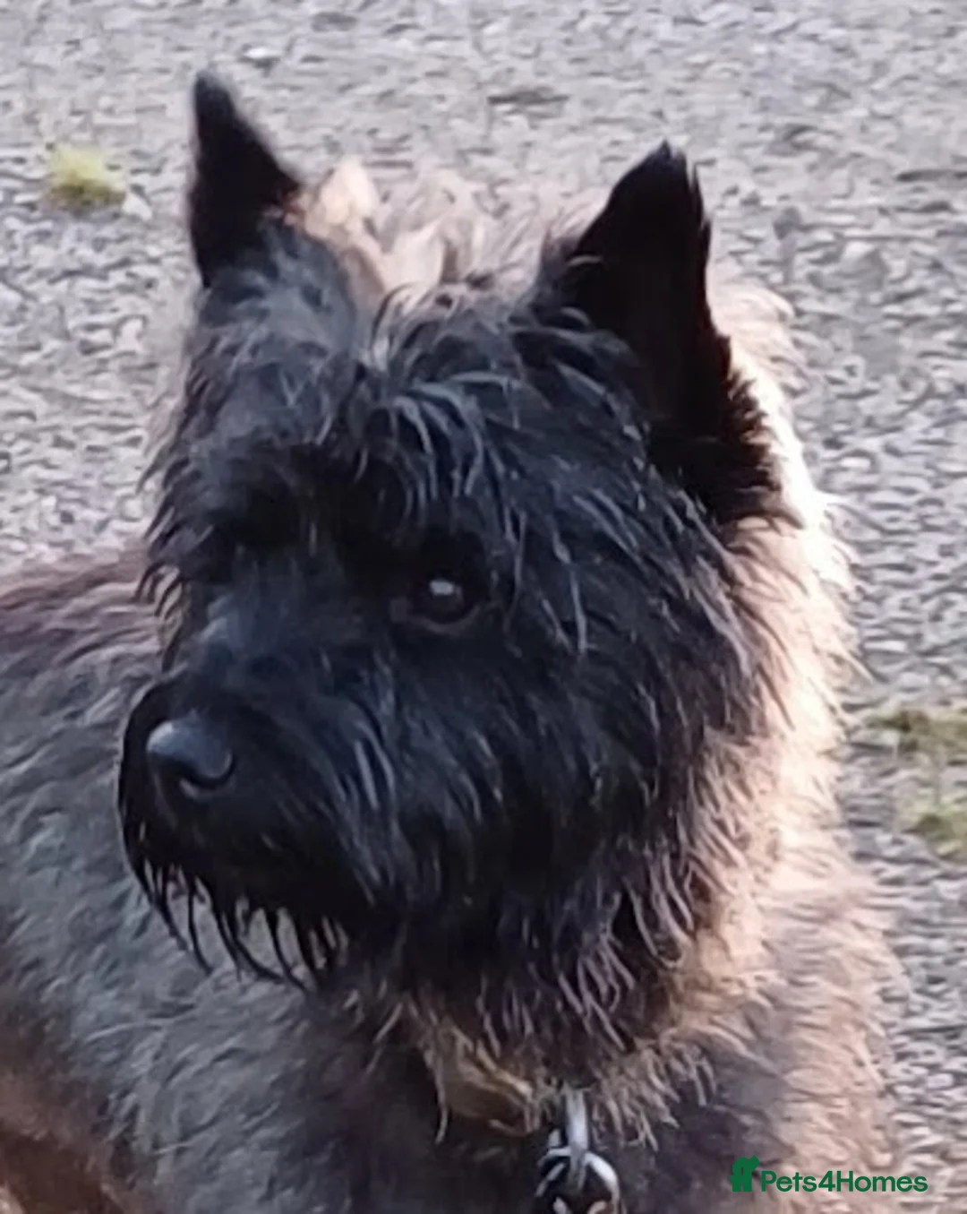 Cairn Terrier dogs for stud: Champion bloodline, KC registered Cairn. in Hope Valley - Advert 18