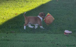 Jack Russell dogs for sale: Excellent pure bred working mini Jack Russell pups - Image 4