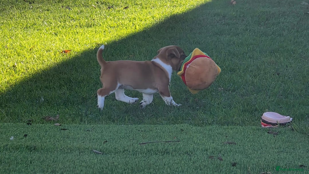 Jack Russell dogs for sale: Excellent pure bred working mini Jack Russell pups - Image 4