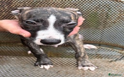 Lurcher dogs for sale: Lurcher - Image 4