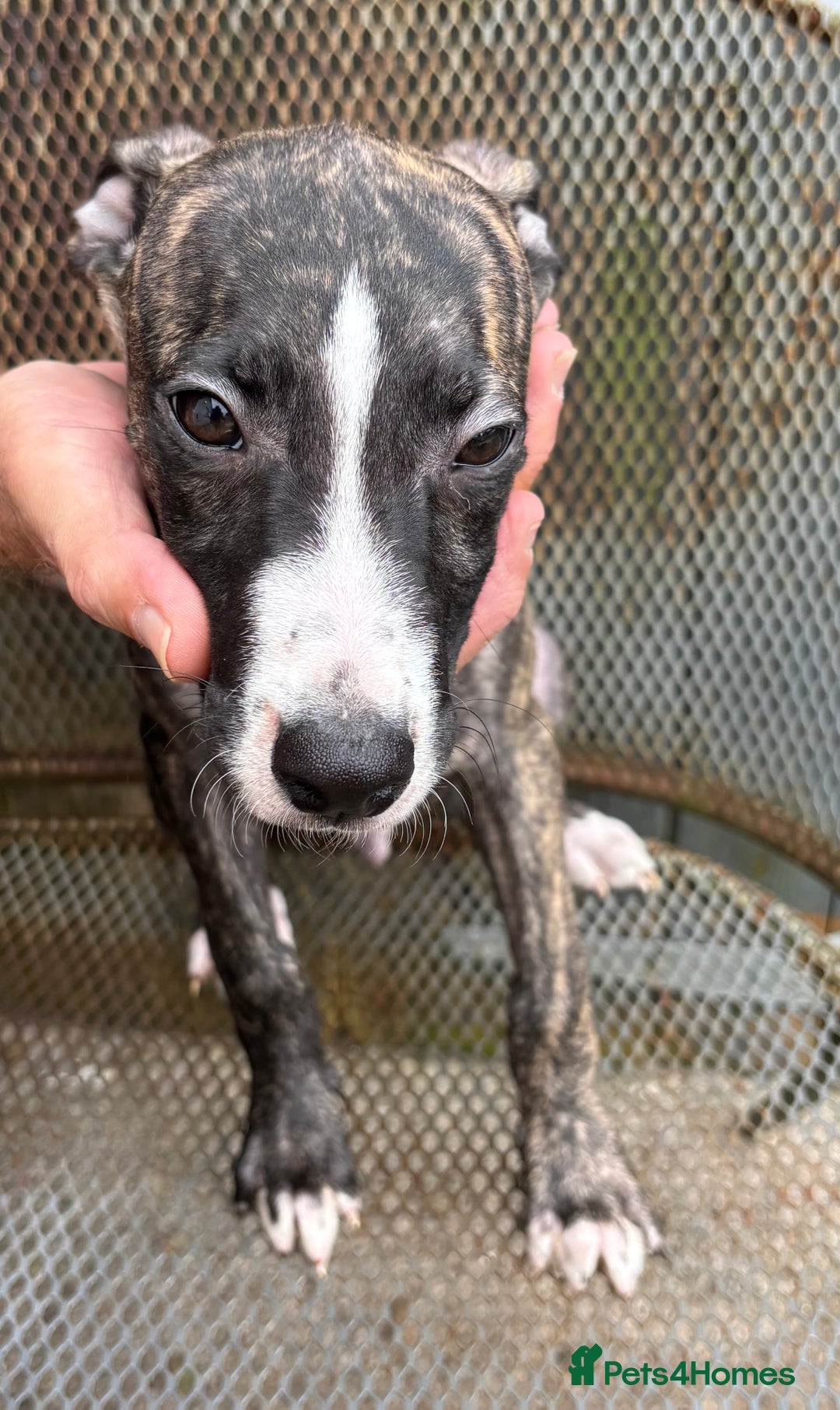 Lurcher dogs for sale: Lurcher - Image 4