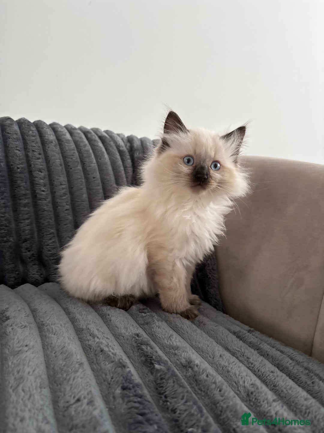 Ragdoll cats for sale: 2 Ragdoll Kittens left 🐾🤍 READY TO LEAVE NOW! - Image 7