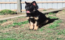 German Shepherd dogs for sale: Beautiful German Shepherd male 9 months - Image 2