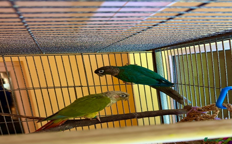 Parakeets birds - Advert 3