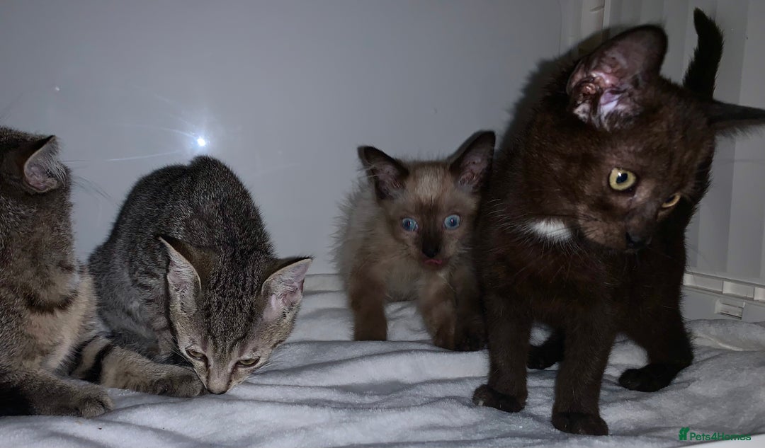 Mixed Breed cats for sale: Beautiful kittens Ready now Open to offers  in Chester - Image 26