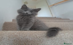 British Longhair cats for sale: British blue longhair - Image 11