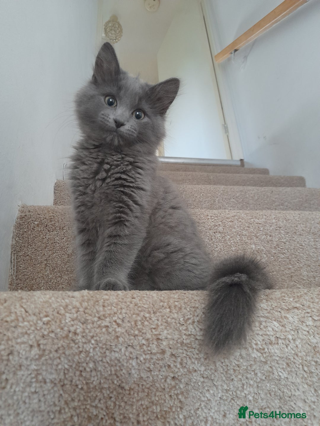 British Longhair cats for sale: British blue longhair - Image 11