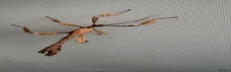 Stick Insects invertebrates for sale: Macleays spectre Stick insects in Bexley - Advert 3