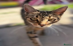 British Shorthair cats for sale: 2 x cats sisters just turned 1 year old - Image 2
