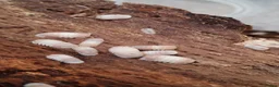 Isopods invertebrates for sale: Isopods Cubaris Ardentiella Sinodillo Spherillo  in Telford - Advert 17