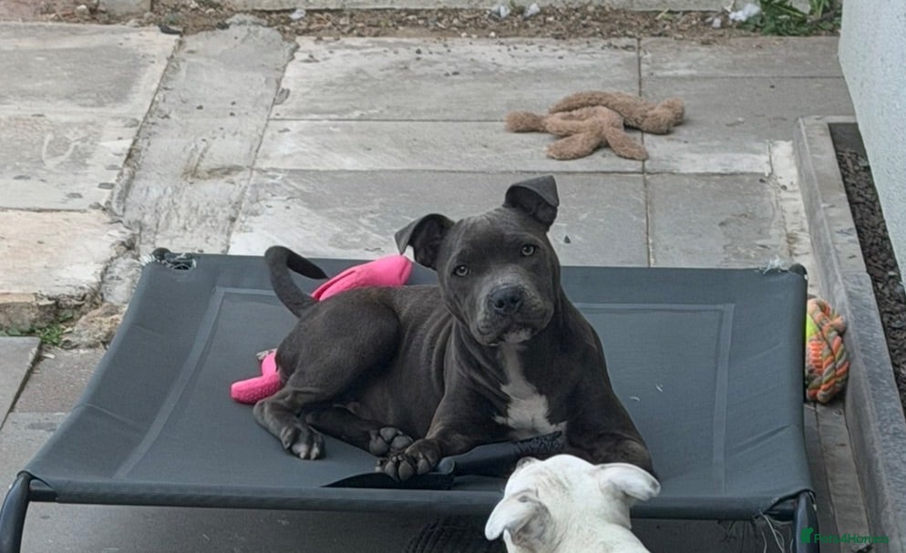 Staffordshire Bull Terrier dogs Beautiful Blue female girl - Advert 3