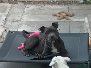 Staffordshire Bull Terrier dogs Beautiful Blue female girl - Advert 4