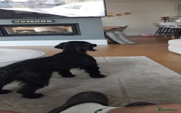 Cocker Spaniel dogs for sale: Female  - Image 3