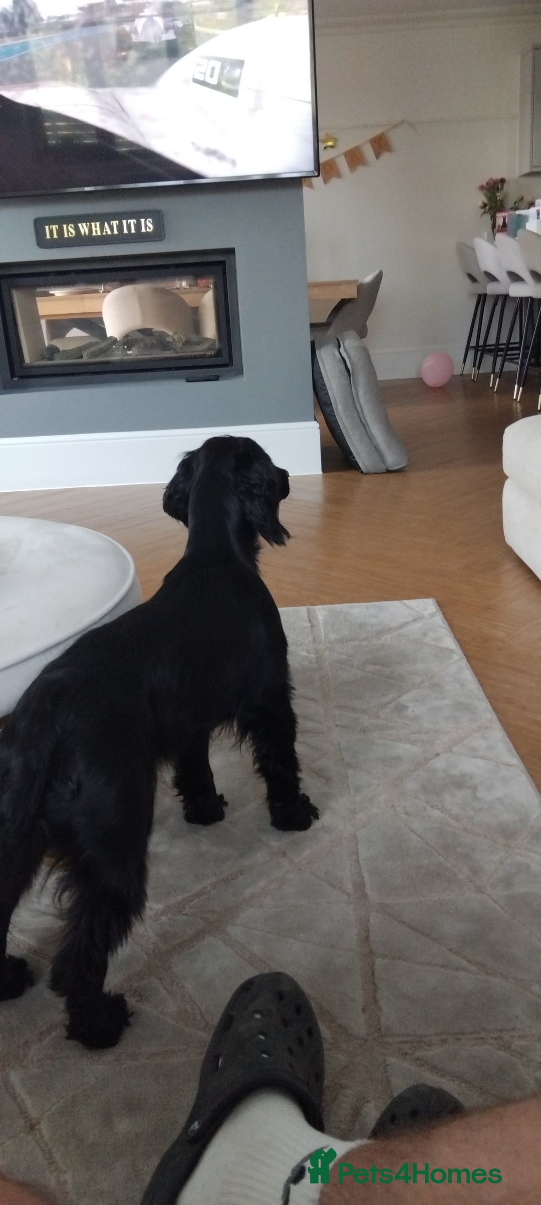 Cocker Spaniel dogs for sale: Female  - Image 3