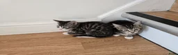 Mixed Breed cats for sale: Adorable Kittens Looking for Loving Homes baby cat in London - Advert 4