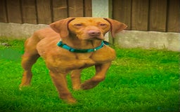 Hungarian Vizsla dogs for stud: The famous Zsivaly Champion sired imported stud in Loughborough - Image 1