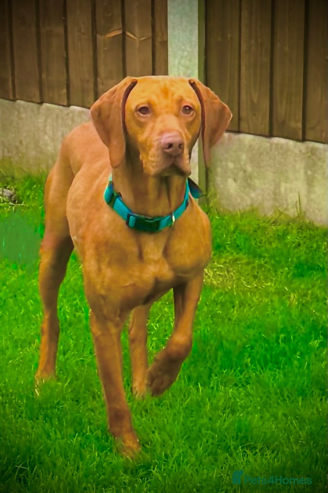 Hungarian Vizsla dogs for stud: The famous Zsivaly Champion sired imported stud in Loughborough - Image 1
