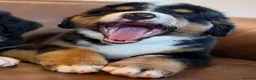 Mixed Breed dogs for sale: Labernese puppies for sale - Advert 6