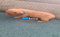 Dogue De Bordeaux dogs for sale: Dogue de bordeaux puppies - Image 14