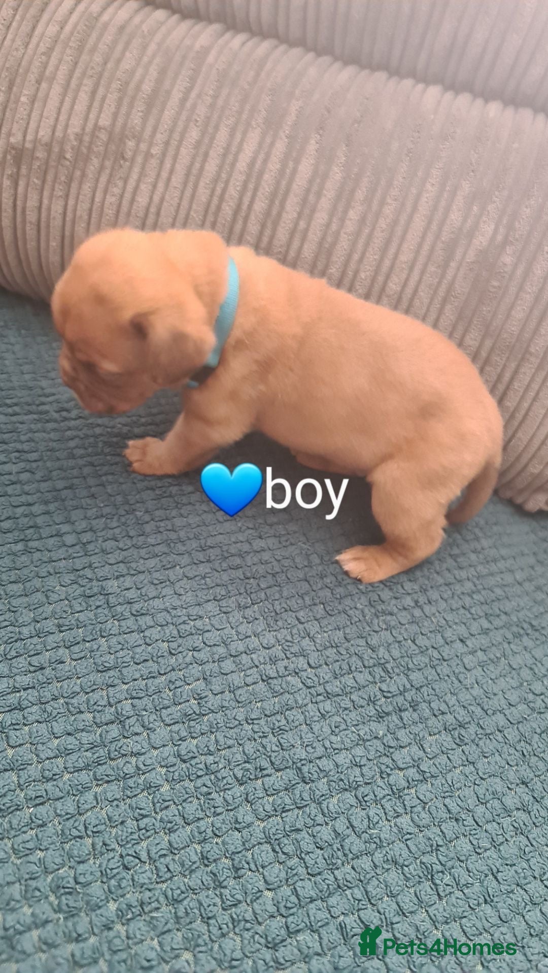 Dogue De Bordeaux dogs for sale: Dogue de bordeaux puppies - Image 14